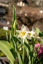 Daffodil flowers in Weesen in Switzerland Royalty Free Stock Photo