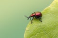 A weevil beetle - Byctiscus populi Royalty Free Stock Photo