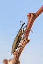 Weevil beetle climbing on tree twig Royalty Free Stock Photo