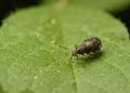A weevil beetle crawls on a tree leaf Royalty Free Stock Photo