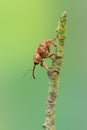 A weevil beetle - Curculio venosus Royalty Free Stock Photo