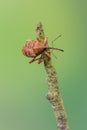 A weevil beetle - Curculio venosus Royalty Free Stock Photo