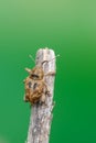 A weevil beetle - Curculio venosus Royalty Free Stock Photo