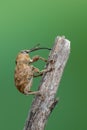 A weevil beetle - Curculio venosus Royalty Free Stock Photo