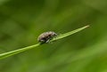 Weevil beetle on grass Royalty Free Stock Photo