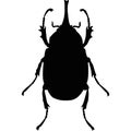 The weevil beetle. A harmful insect. Spoils the grain harvest
