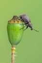 A weevil beetle - Liophloeus tessulatus Royalty Free Stock Photo