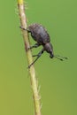 A weevil beetle - Liophloeus tessulatus Royalty Free Stock Photo