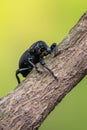A weevil beetle - Liparus coronatus Royalty Free Stock Photo