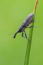 Weevil beetle - Lixus fasciculatus