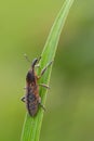 A weevil beetle - Lixus punctiventris