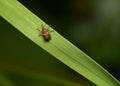 A weevil beetle on a narrow and long leaf of grass in summer Royalty Free Stock Photo