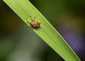 A weevil beetle on a narrow and long leaf of grass Royalty Free Stock Photo