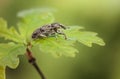 Weevil beetle on oak twig top Royalty Free Stock Photo