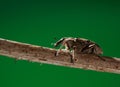 Weevil beetle portrait Royalty Free Stock Photo