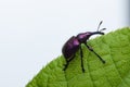 Weevil Beetle (Rhynchites bacchus) on a green leaf. Pest for fruit trees. a problem for gardeners and farmers