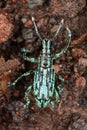 Weevil beetle on the slope of the volcano Reventador.