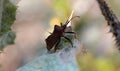 Weevil beetle on thorn.