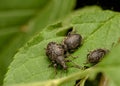 Weevil beetles on a tree leaf