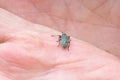 Weevil bug is sitting catched on opened palm. Insect injuring harvest, Agribusiness