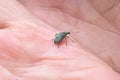 Weevil bug is sitting on opened palm. Insect injuring harvest, Agribusiness