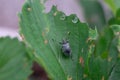 Weevil bug is sitting on strawberry green leaf.Insect is injuring and damaging harvest,