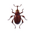 Weevil bug or snout beetle, cute cartoon insect