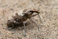 Weevil Royalty Free Stock Photo