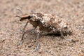 Weevil Royalty Free Stock Photo