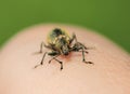 Weevil is crawling on a hand. Royalty Free Stock Photo
