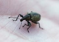 Weevil is crawling on a hand. Royalty Free Stock Photo