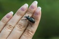 Weevil is crawling on a woman hand. Royalty Free Stock Photo