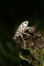 Weevil (Curculio) Royalty Free Stock Photo