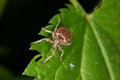 Weevil (Curculio) Royalty Free Stock Photo