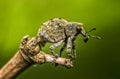 Weevil on the dead bamboo Royalty Free Stock Photo