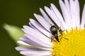 Weevil feeding Royalty Free Stock Photo