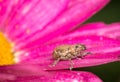 Weevil on garden plant Royalty Free Stock Photo