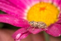 Weevil on garden plant Royalty Free Stock Photo