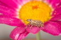 Weevil on garden plant Royalty Free Stock Photo