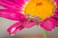 Weevil on garden plant Royalty Free Stock Photo