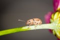 Weevil on garden plant Royalty Free Stock Photo