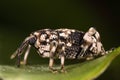 Weevil on green leaf side view Royalty Free Stock Photo