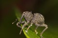 Weevil on green leaf side view