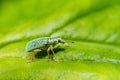 Weevil on green Royalty Free Stock Photo