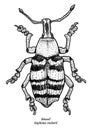 Weevil illustration, drawing, engraving, ink, line art, vector Royalty Free Stock Photo