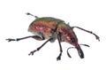 Weevil isolated.