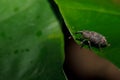 Weevil on leaf Royalty Free Stock Photo