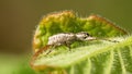 Weevil on a leaf Royalty Free Stock Photo