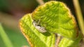 Weevil on a leaf Royalty Free Stock Photo