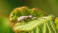 Weevil on a leaf Royalty Free Stock Photo